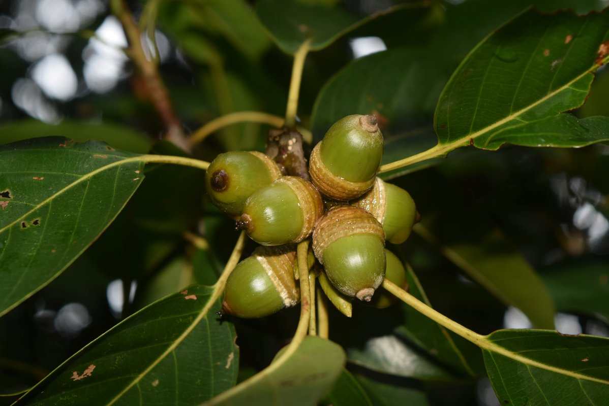 전남산림연구원, 토종다래·붉가시나무 고부가가치 산업화