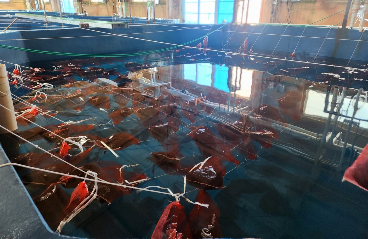 전남해수원, 새 양식 전략품종으로 ‘피뿔고둥’ 주목