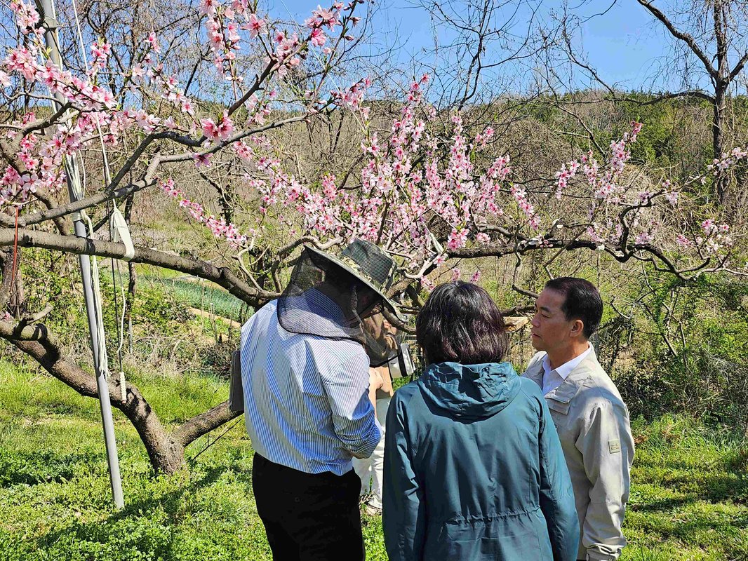 전남도, 우박·냉해 현장지도로 과수농가 피해 최소화 총력