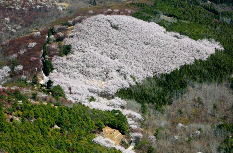 여수시, 영취산 ‘상암동 벚꽃 군락지’ 새롭게 주목