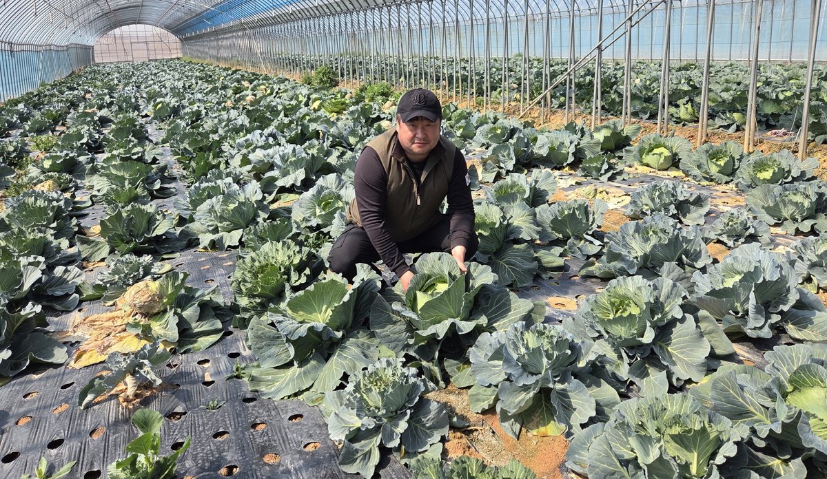 전남도, 4월 친환경농산물에 영암 ‘양배추’