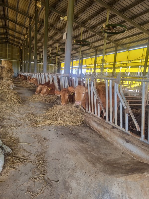 전남도, 축산농가 사료구매 융자금 1천200억 지원