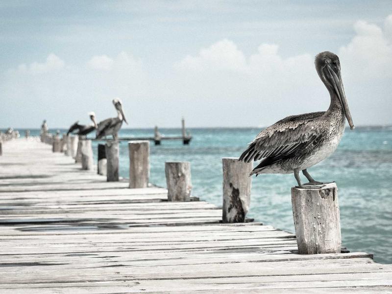 렉스턴 스포츠 2021 픽업 화물겸용