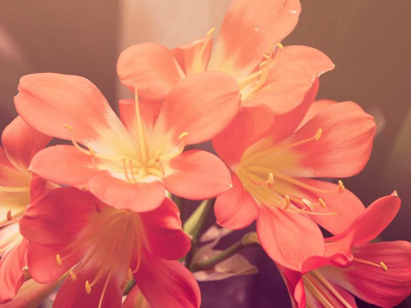 볼보 XC60 2021 안전 최고 프리미엄