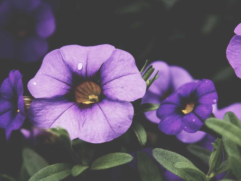 BTS 방탄소년단 앨범 컬렉션 일괄 판매