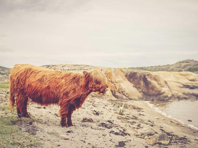 여수 돌산 갓김치 직접 담근 10kg